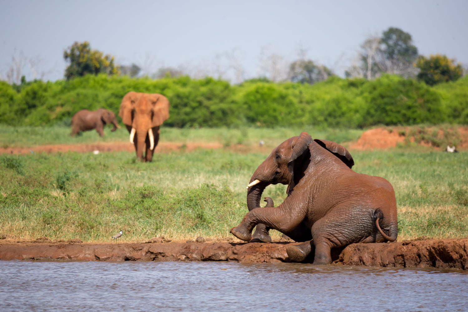 Red-dusted Elephant in Amboseli National Park Kenya Safari -Wenasi travels