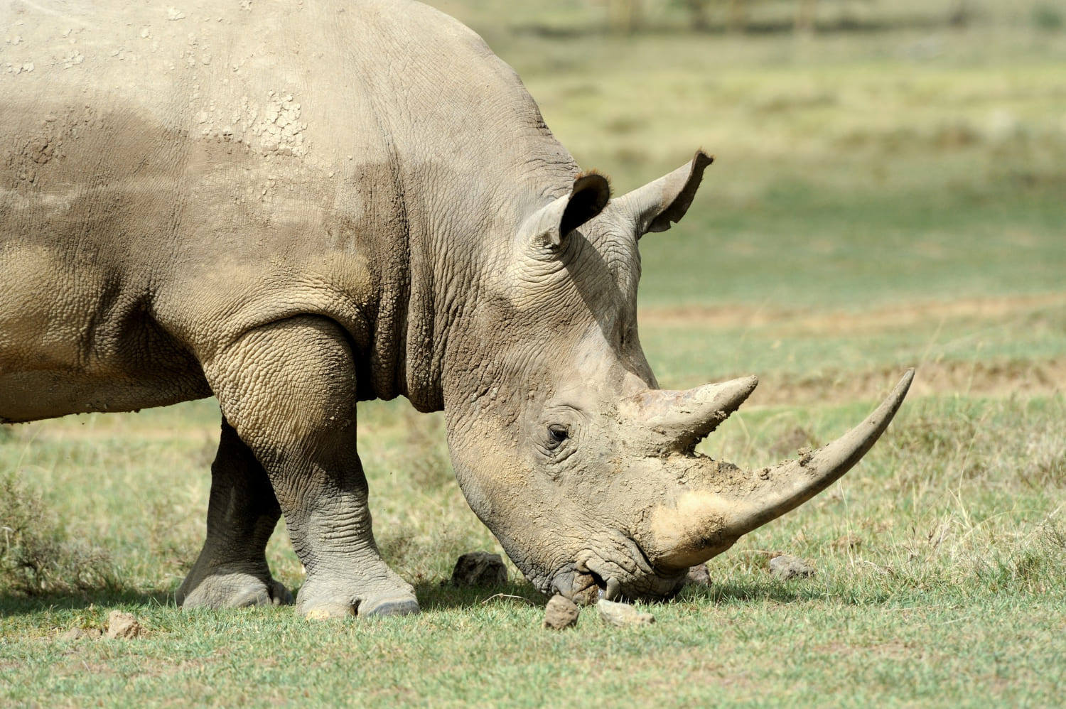 White Rhino in Solio game reserve - Wenasi travels