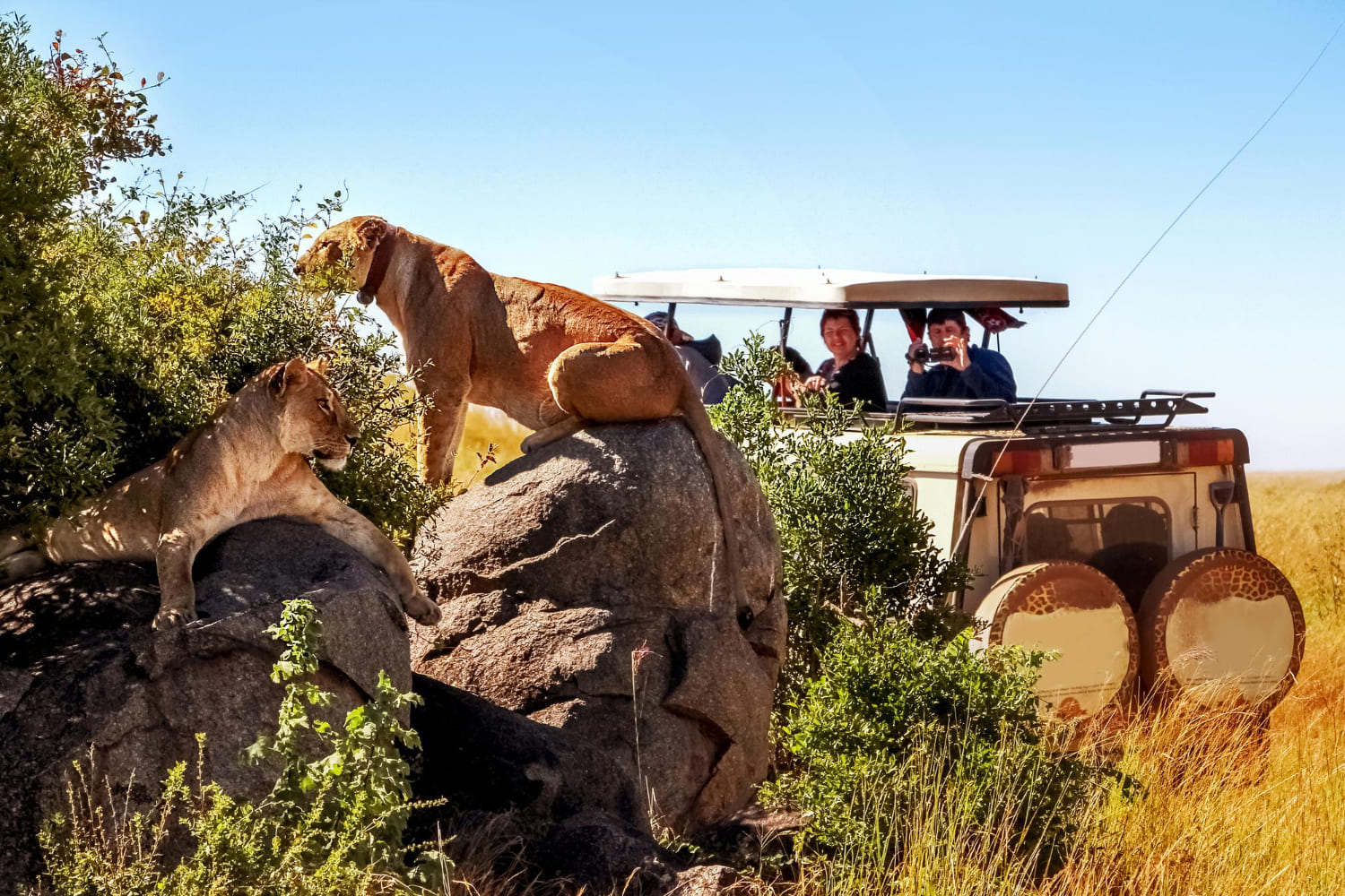 Lion in Kenyan safari - Wenasi travels
