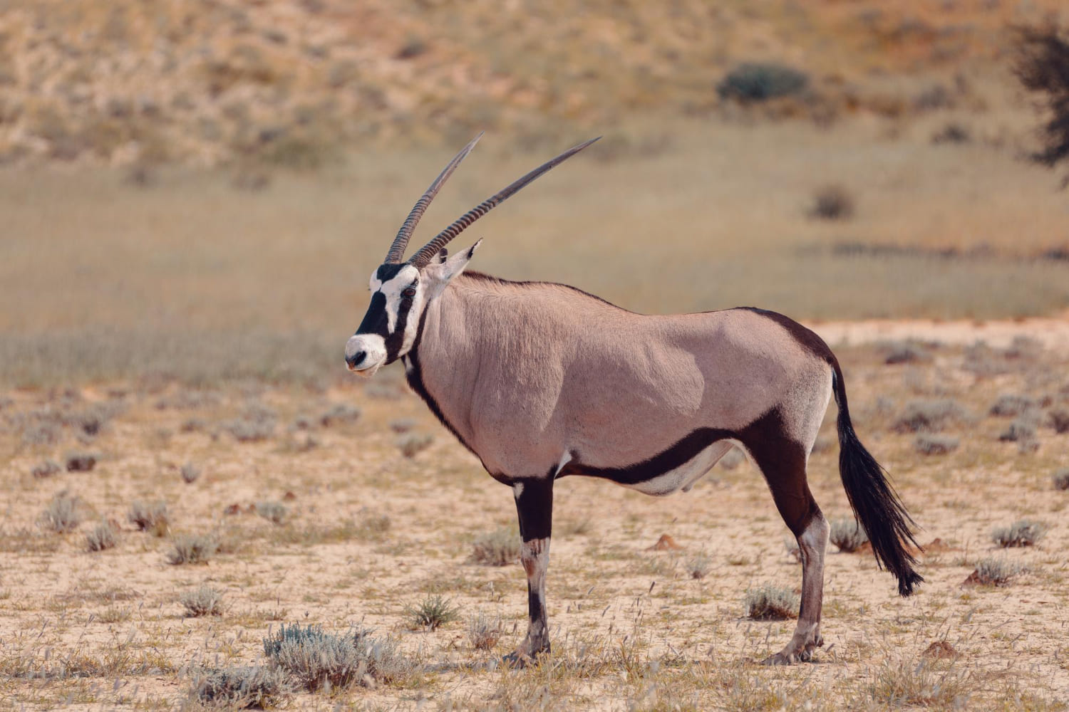 Beisa oryx Samburu Safari Experience -Wenasi travels
