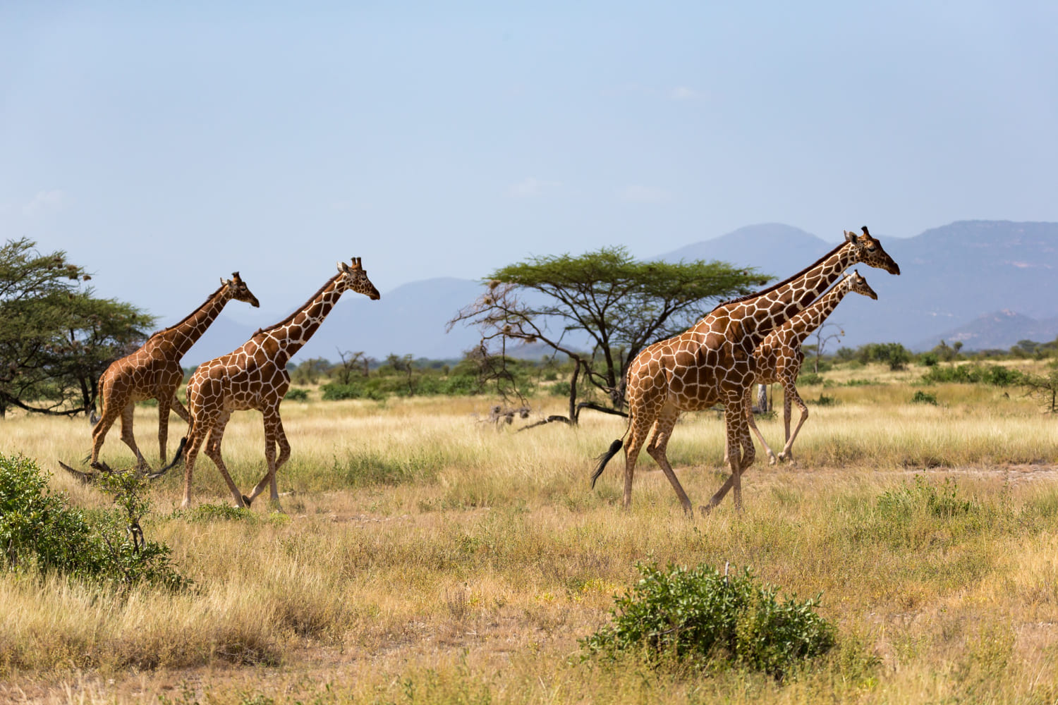Nairobi national park safari Kenya - Wenasi travela