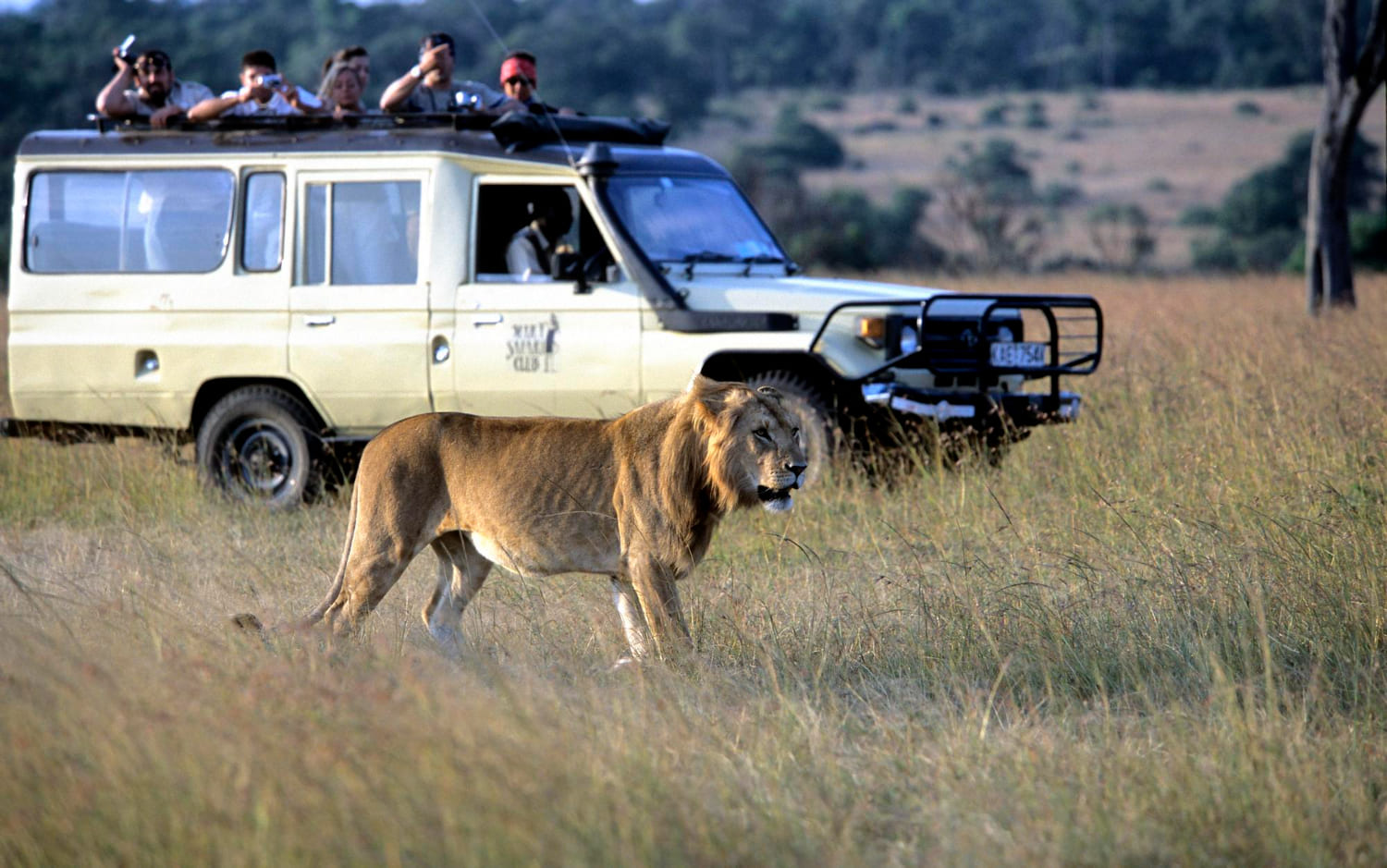 Lion in Masai Mara Kenya safari - Wenasi travels