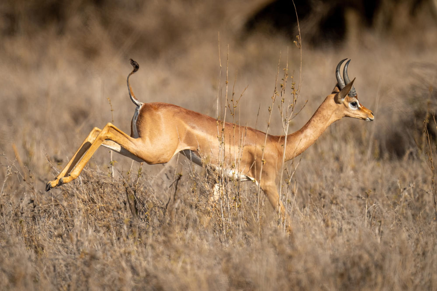 Gerenuk in Samburu Kenya Safari -Wenasi travels