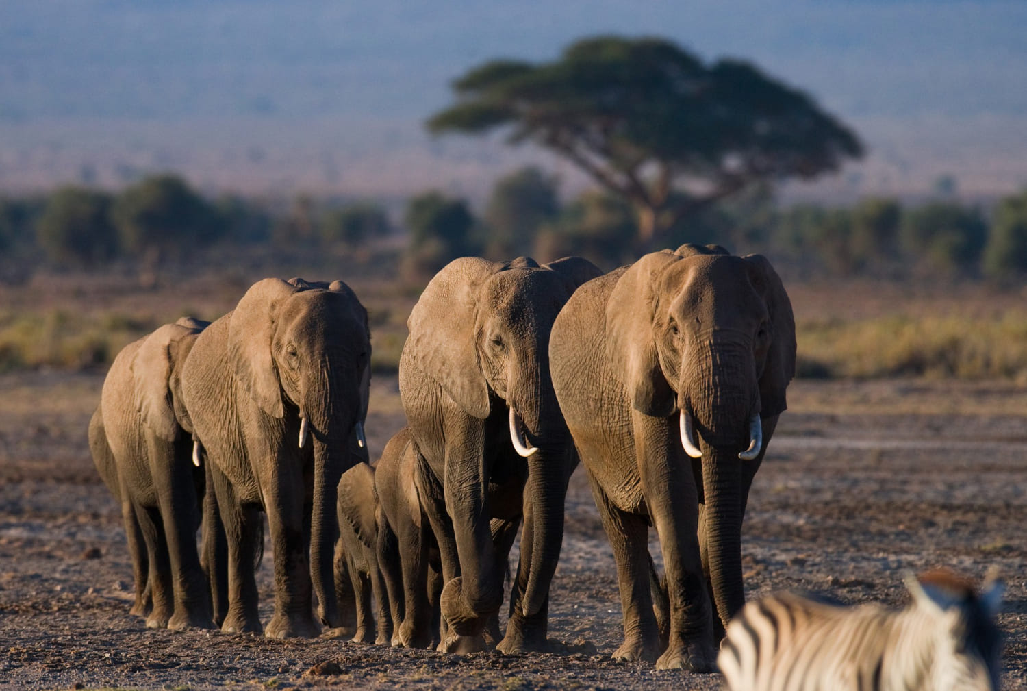 Elephants in Tsavo National park Kenya -Wenasi travels