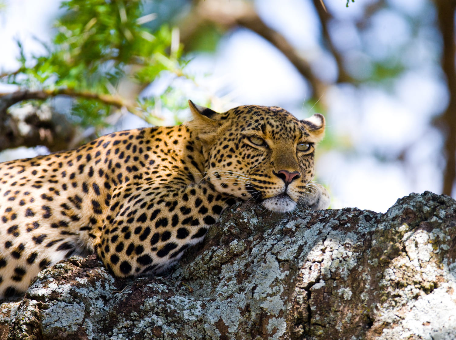 Leopard in Masai Mara Kenya safari - Wenasi travels