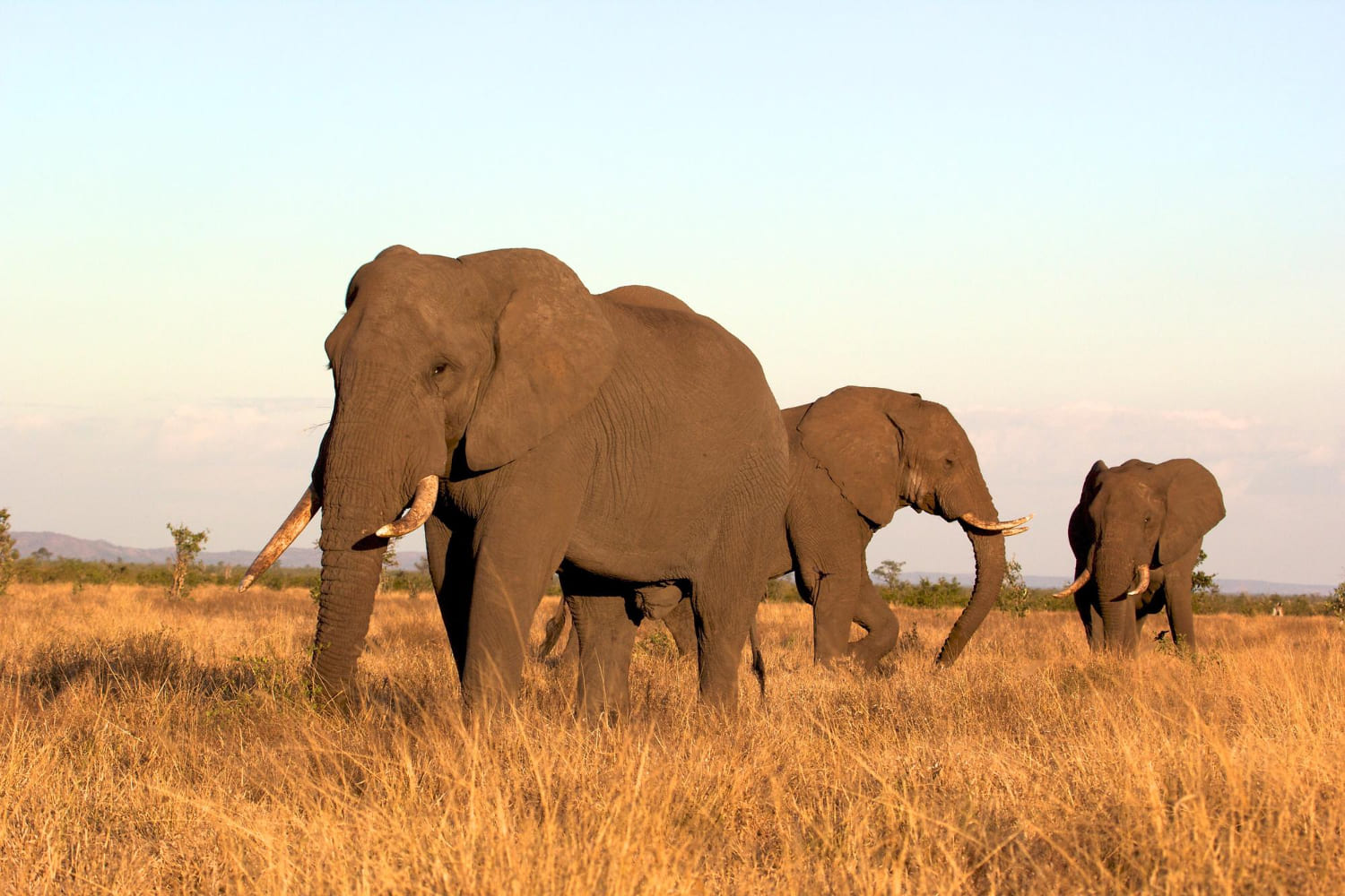 Elephants in Tsavo National park Kenya -Wenasi travels