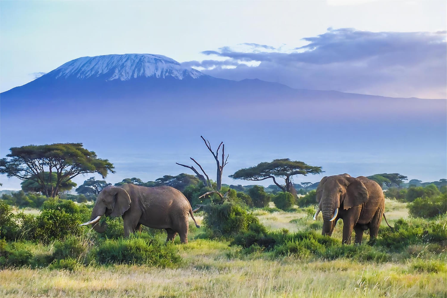 Herd of Elephant in Amboseli with Mount Kilimanjaro backdrop - Wenasi travels